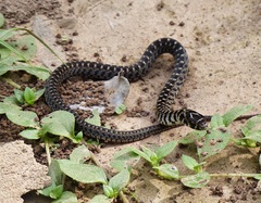 Erythrolamprus almadensis