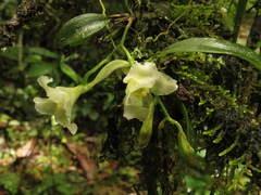 Rodriguezia granadensis