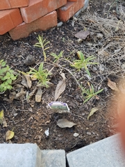 Conradina brevifolia