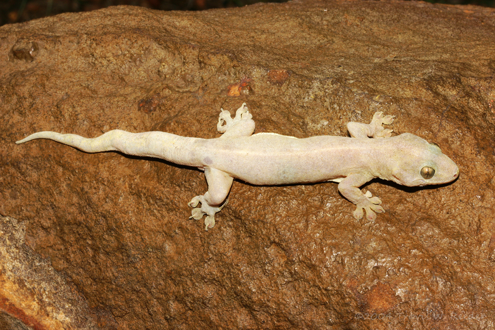 House Gecko
