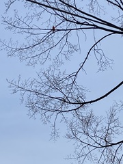 Cardinalis cardinalis