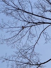 Cardinalis cardinalis