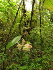 Rodriguezia granadensis
