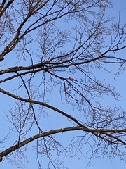 Cardinalis cardinalis