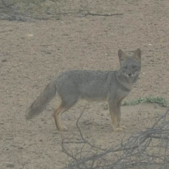 Lycalopex sechurae