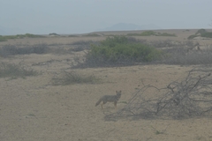 Lycalopex sechurae