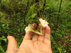 Rodriguezia granadensis