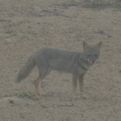 Lycalopex sechurae