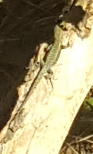 Lézard des murailles