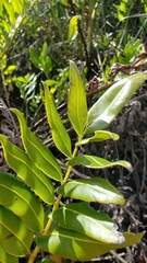 Acrostichum danaeifolium