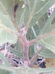 Jatropha zeyheri