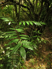 Toxicodendron striatum