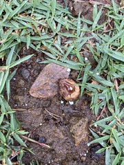 Aleurites moluccanus