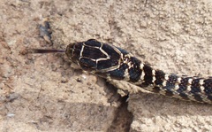 Erythrolamprus almadensis