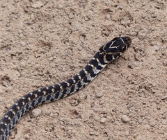 Erythrolamprus almadensis