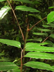 Toxicodendron striatum