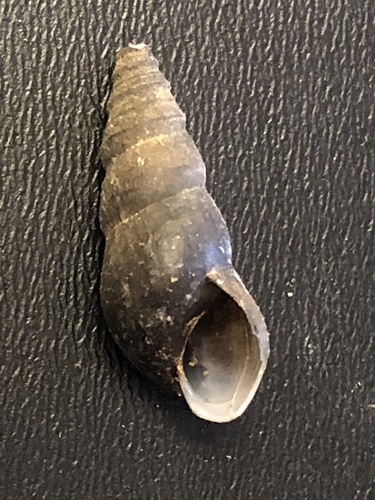 Elimia taitiana observed 2021-03-06