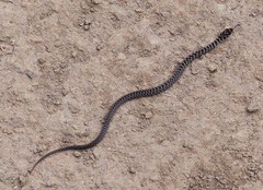 Erythrolamprus almadensis