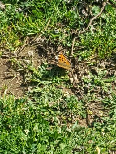 Large Tortoiseshell