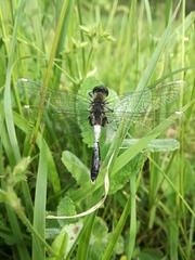 Leucorrhinia caudalis