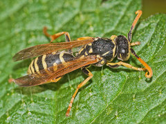 Polistes bischoffi