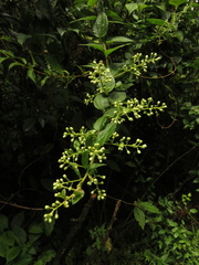 Baccharis decussata