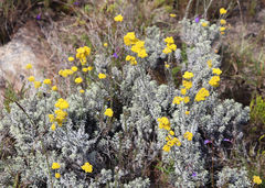 Helichrysum anomalum