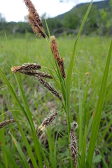 Carex cryptocarpa