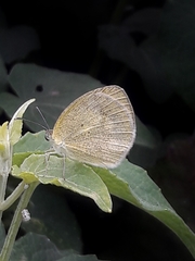 Eurema daira