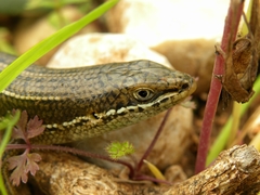 Heremites vittatus