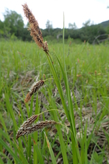 Carex cryptocarpa