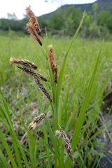 Carex cryptocarpa
