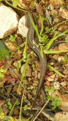 Heremites vittatus