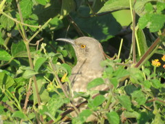 Toxostoma curvirostre