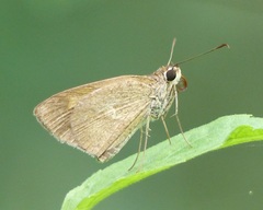 Cymaenes lepta