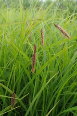 Carex cryptocarpa
