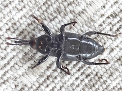 Metamasius hemipterus