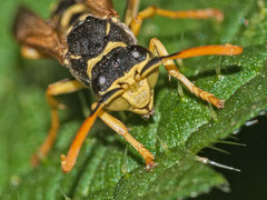 Polistes bischoffi