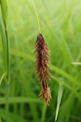 Carex cryptocarpa
