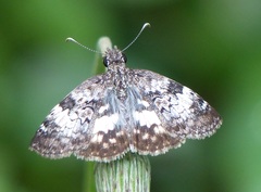 Chiomara asychis autander