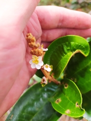 Miconia fallax