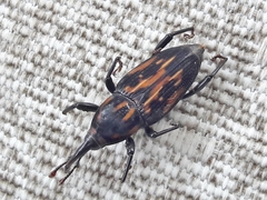 Metamasius hemipterus