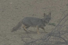 Lycalopex sechurae