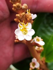 Miconia fallax