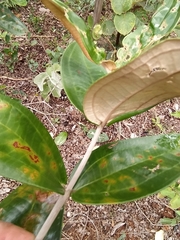 Miconia fallax