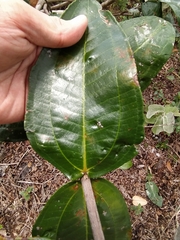 Miconia fallax