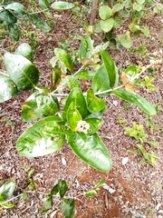 Miconia fallax