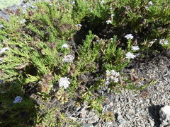 Heliotropium taltalense