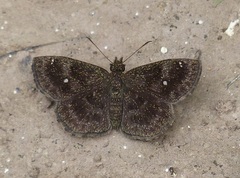 Staphylus ascalon