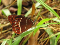 Oxeoschistus simplex